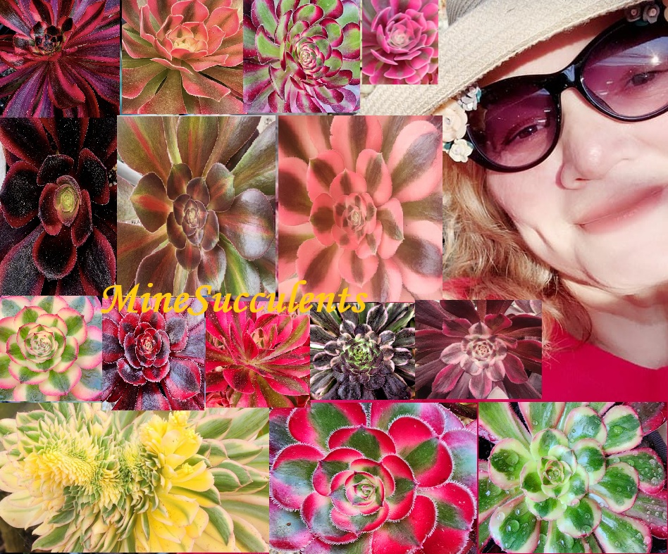 @MineSucculents